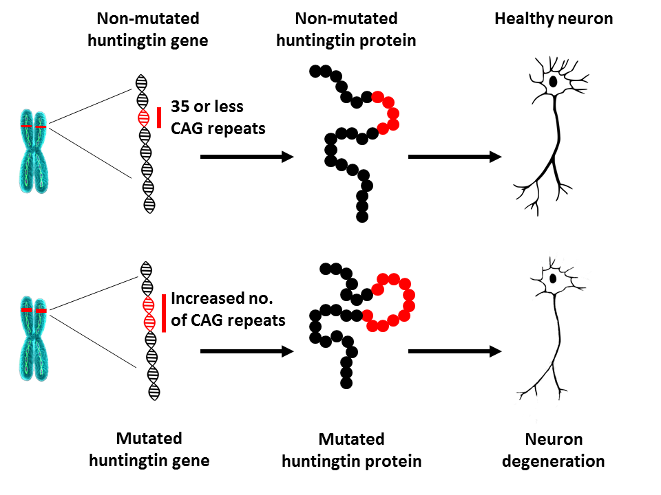 Huntingtin mutation